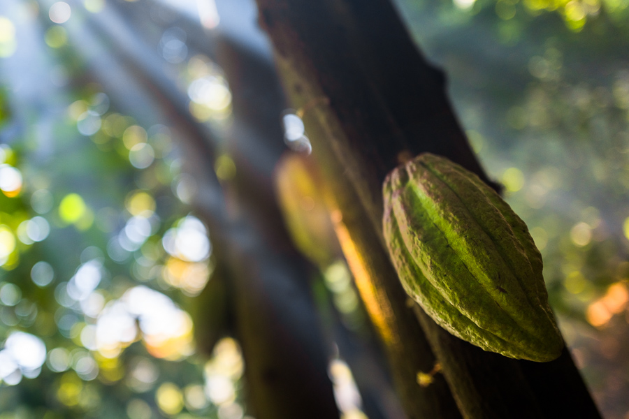 A cacao pod is seen growing on a cacao tree in a traditional mixed cropping plantation near Xochistlahuaca, Guerrero, Mexico.