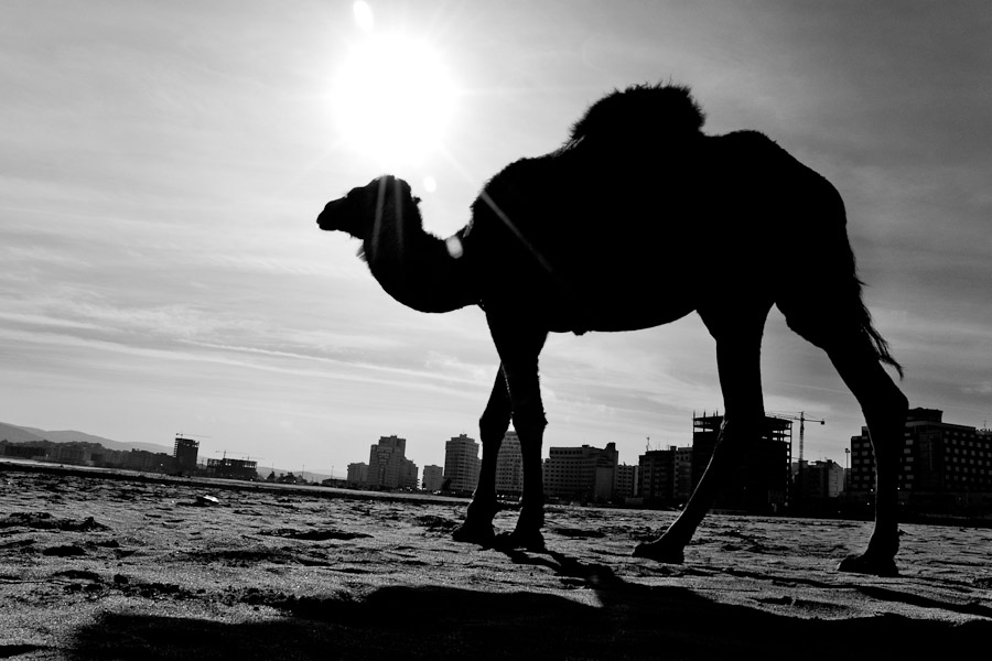 A camel walks in the morning on the city beach of Tanger, Morocco.