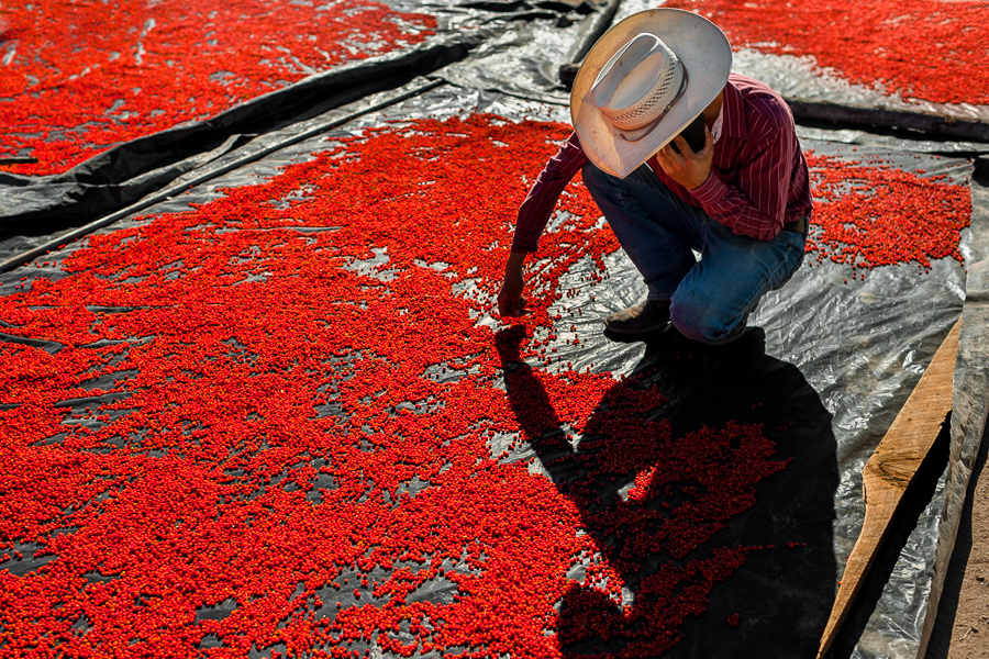 A young Mexican cowboy evenly rakes the chiltepin peppers, a wild variety of chili pepper, during the sun-drying process on a tarp on a farm near Baviácora, Sonora, Mexico.
