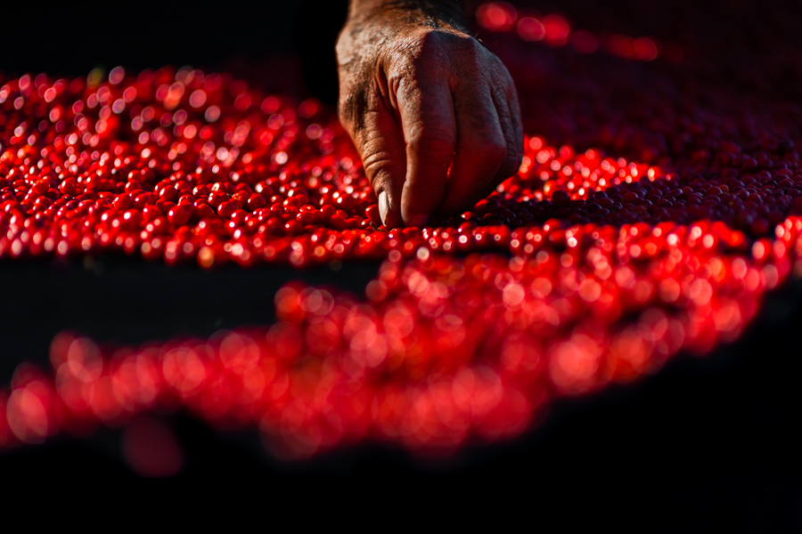 A hand of a Mexican farmer is seen moving gently the chiltepin peppers during the sun-drying process on a farm in Sonora, Mexico.