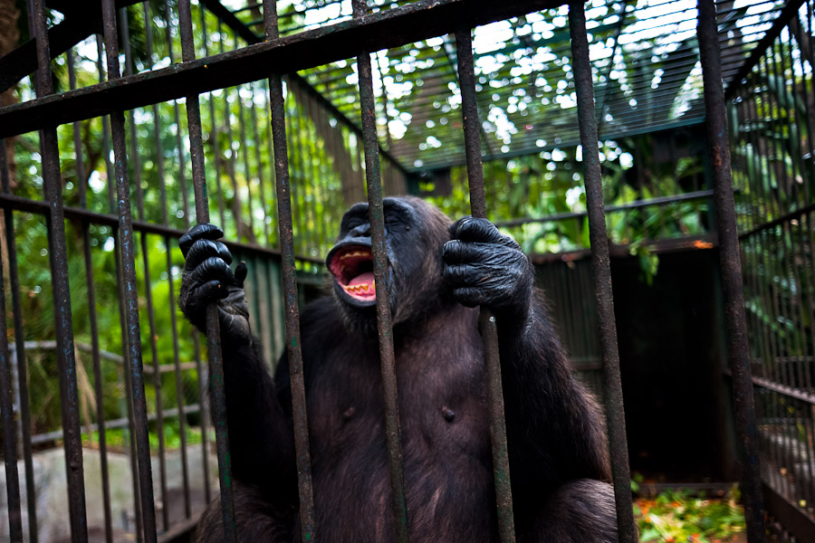 A chimpanzee male, holding the rusted bars of its cage, screams wildly at the Havana Zoo.