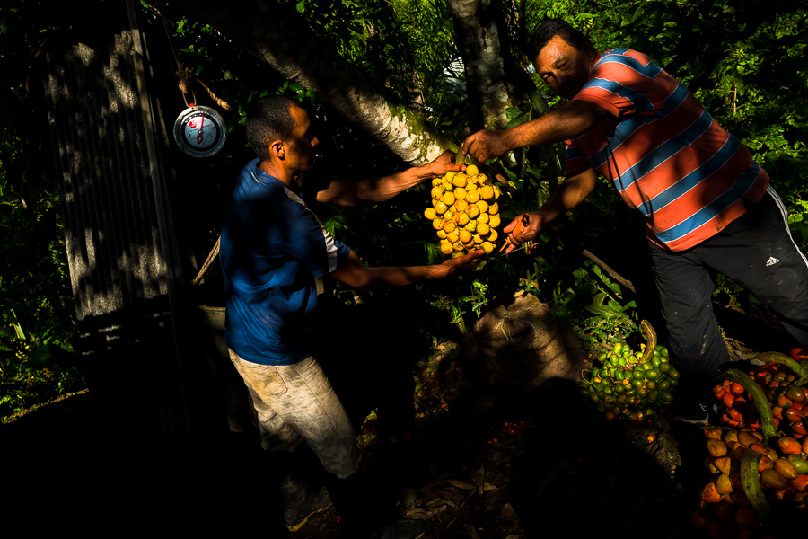 Colombian farmers weigh bunches of harvested chontaduro (peach palm) fruits on a farm near El Tambo, Cauca, Colombia.