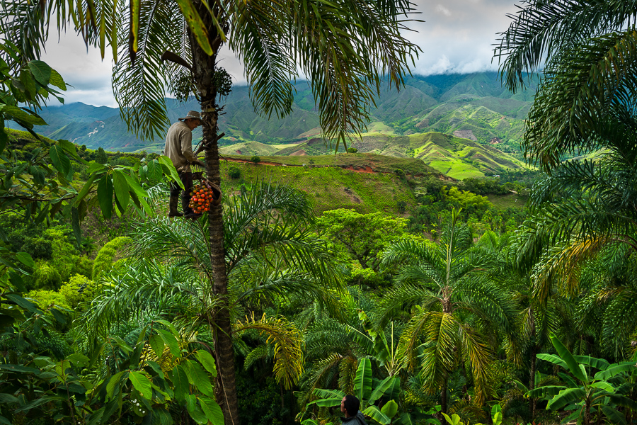 A Colombian farmer climbs a peach palm tree with the marota scaffold to harvest chontaduro fruits on a farm near El Tambo, Cauca, Colombia.