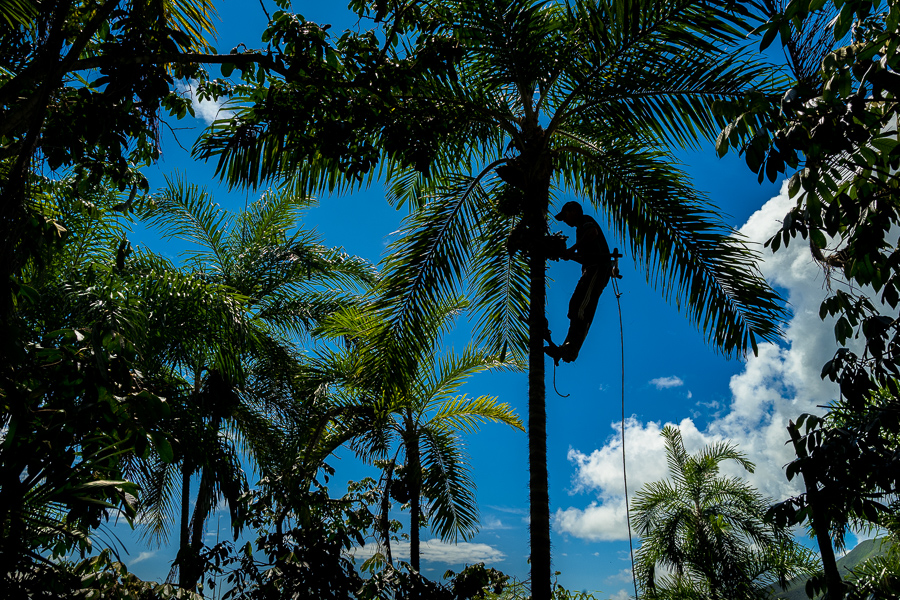 A Colombian farmer harvests chontaduro fruits on a farm near El Tambo, Cauca, Colombia.