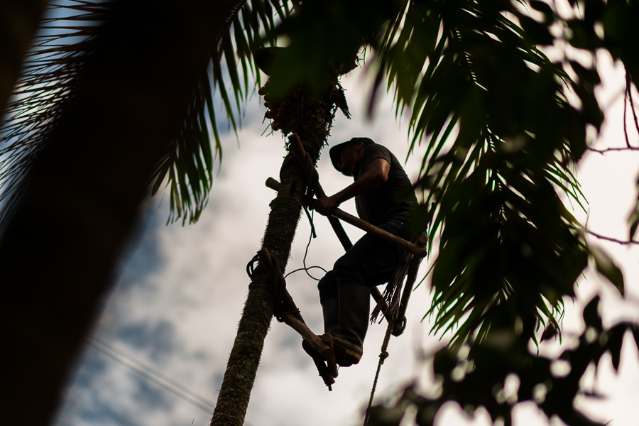 A Colombian farmer climbs the peach palm to harvest ‘chontaduro’, a tropical fruit cultivated in the mountains of Cauca, Colombia.