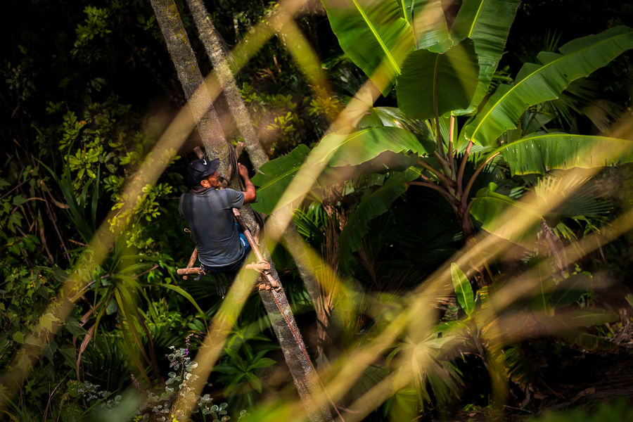 A Colombian farmer climbs a peach palm tree, employing the traditional marota scaffold, on a farm near El Tambo, Cauca, Colombia.