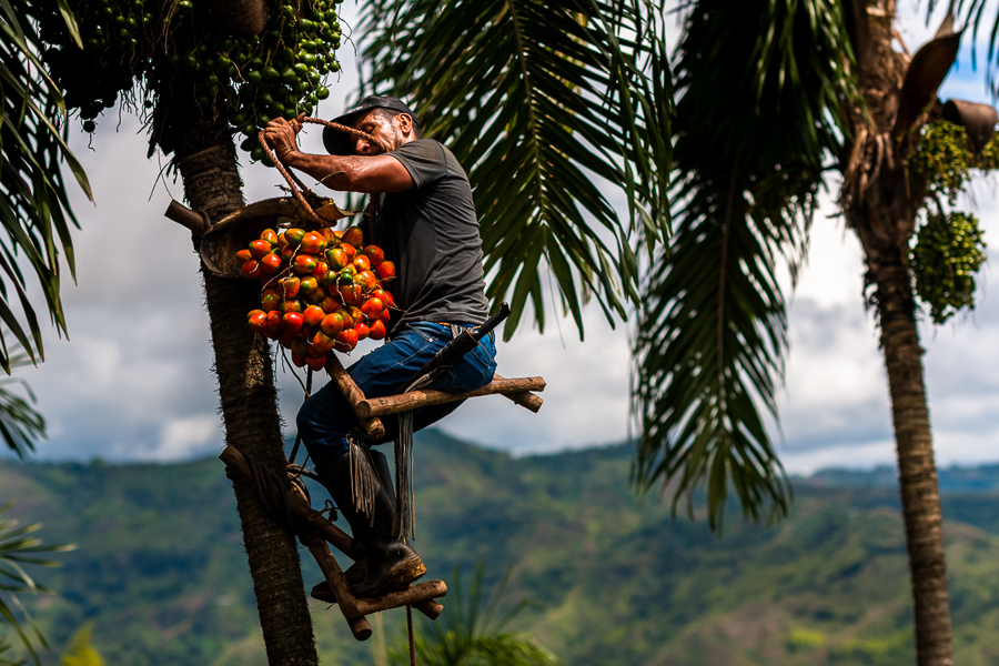 A Colombian farmer climbs the peach palm to harvest ‘chontaduro’, a tropical fruit cultivated in Cauca, Colombia.