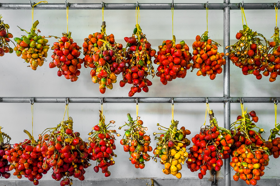 Bunches of raw chontaduro (peach palm) fruits are seen hung in a shop in Medellín, Colombia.