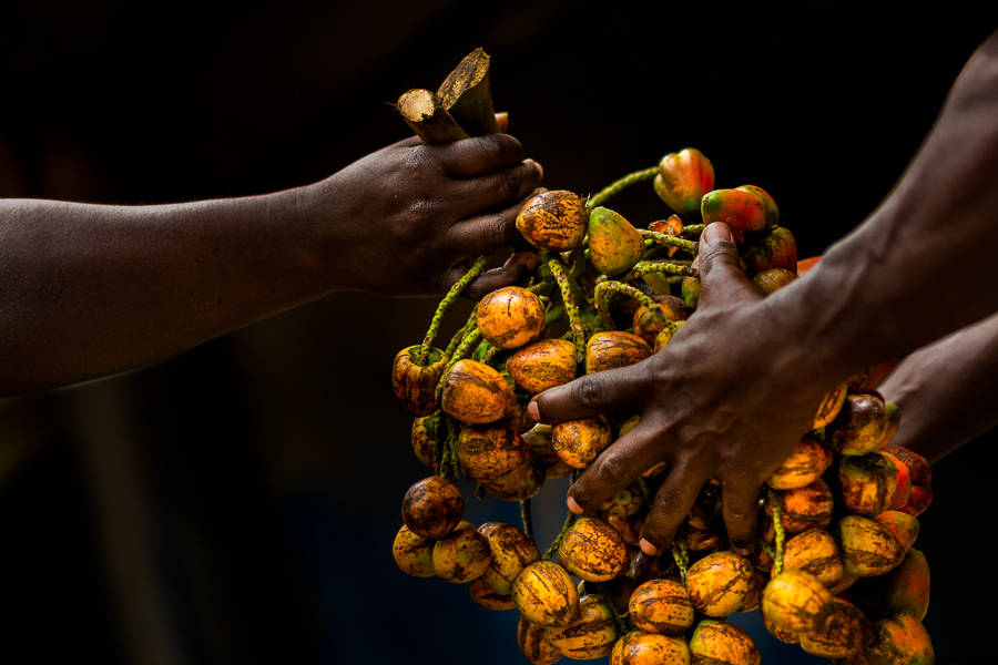 Hands of Afro-Colombian workers are seen holding a bunch of chontaduro (peach palm) fruits in a processing facility in Cali, Valle del Cauca, Colombia.
