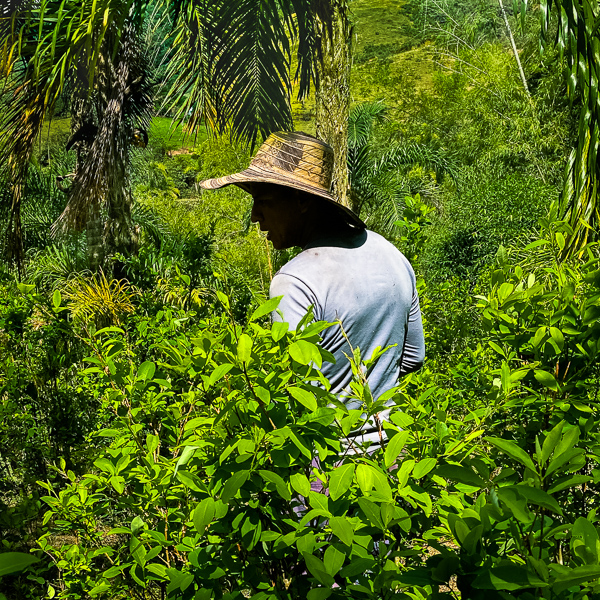 A Colombian farmer walks through coca plants in a hidden plantation in the mountains of Cauca, Colombia.