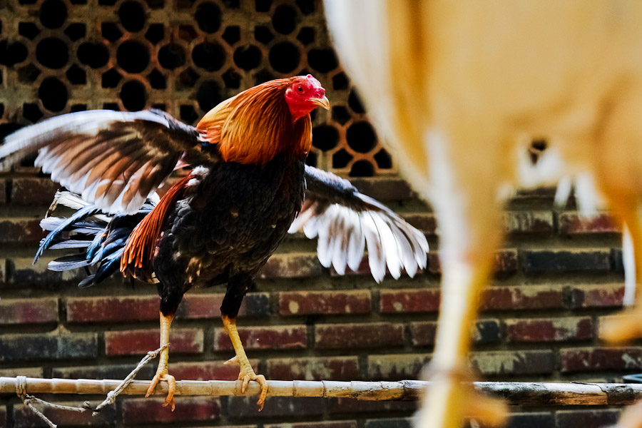 A fighting cock waving its wings in a breeding station in Cucuta, Colombia, 1 May 2006.