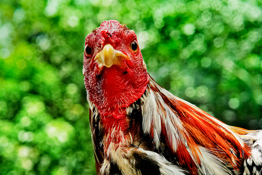 A fighting cock in a breeding station in Cucuta, Colombia, 1 May 2006.