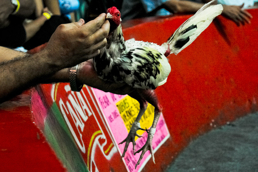 The trainer prepares his cock champion for a fight. There are a lot of tricks to get the bird into the right fighting condition.