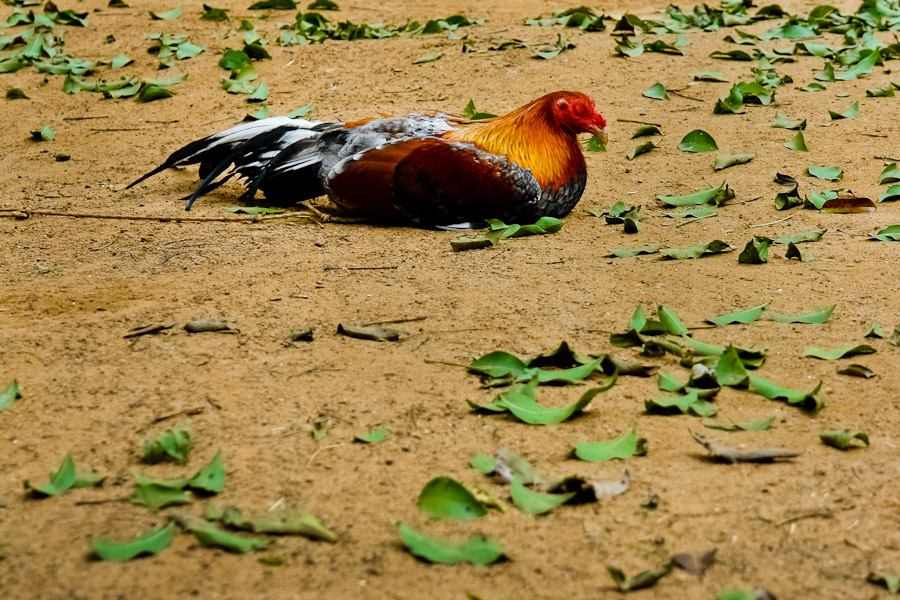 A cock fighting rooster sleeping in a breeding station in Cucuta, Colombia, 1 May 2006.