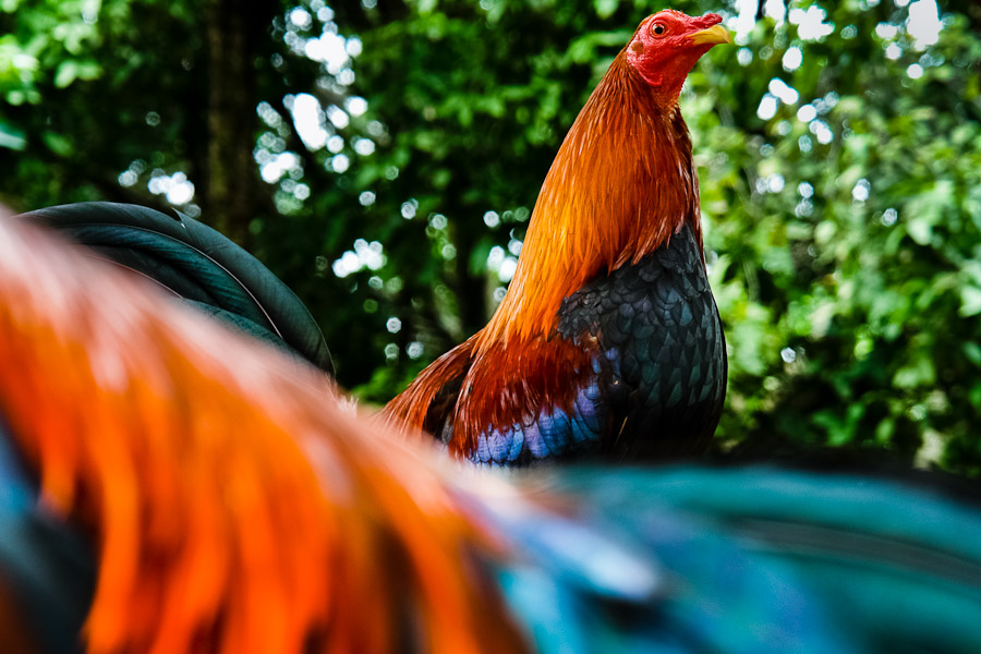 Fighting cocks sitting on the branch in a breeding station in Cucuta, Colombia, 29 April 2006.