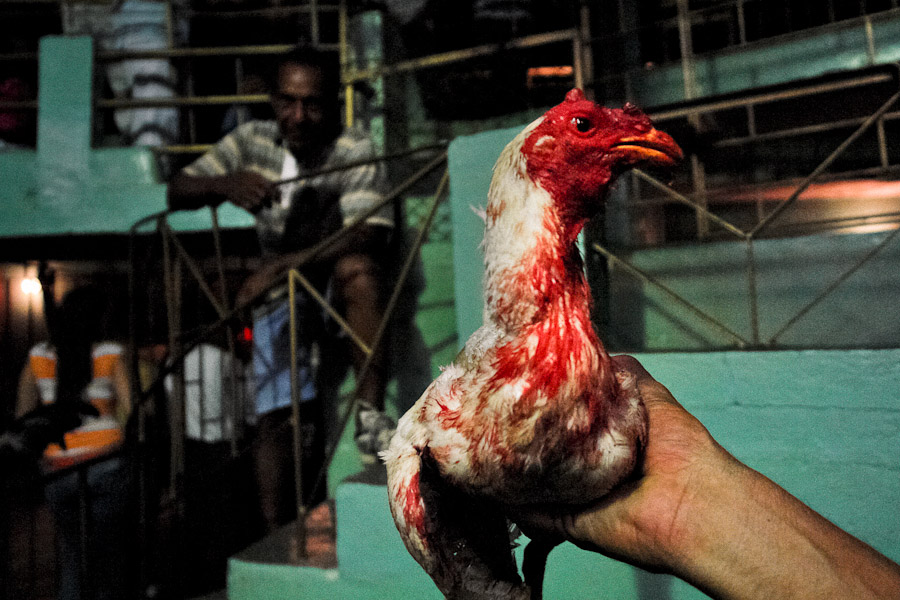 Cockfight is a bloody spectacle. If a fighting cock wins certain number of matches they keep him for reproduction and do not let him fight anymore.