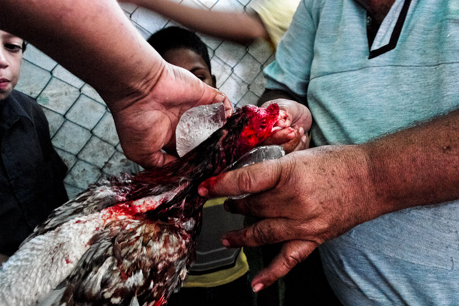 The owner is trying to save his cock's life after he lost the match. Brave cocks are highly treasured and one lost doesn't mean much while coincidence plays an important role in cockfights.