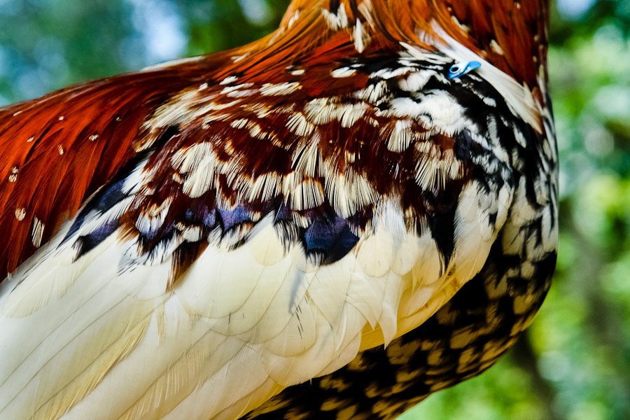 A fighting cock's feather beauty seen in a breeding station in Cucuta, Colombia, 1 May 2006.