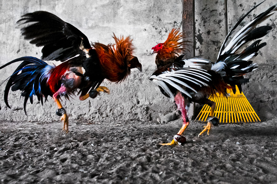 Cockfighting sport and culture. Breeding, training of cocks; cockfight arena and people involved in cockfights.
