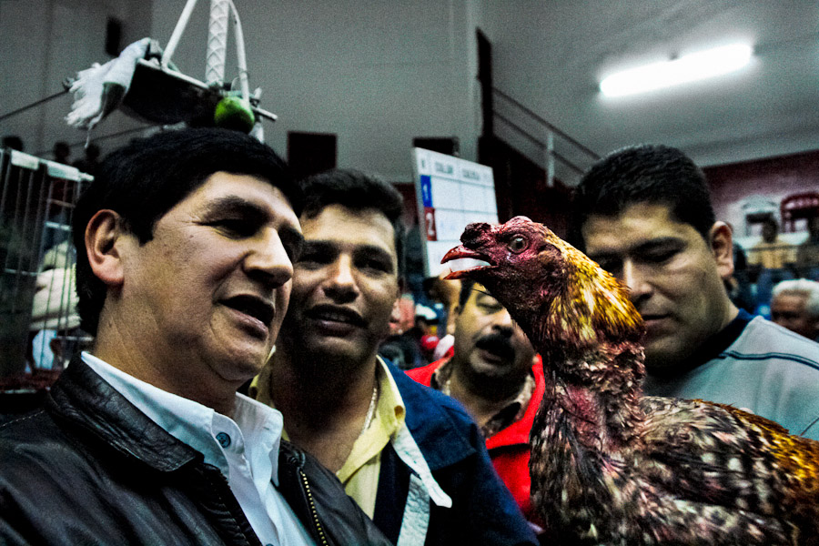 The owner is inspecting his cock's injuries after a very tough match in Gallera San Miguel (Bogotá).