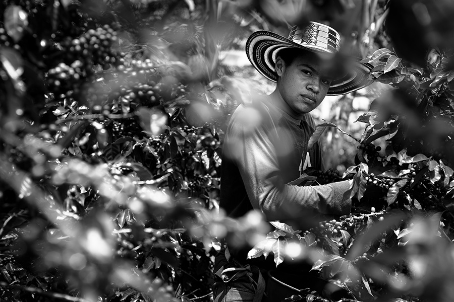 A young Colombian farmer harvests coffee beans at the farm of his parents in the countryside, close to village of San Joaquín, Cauca department, Colombia.