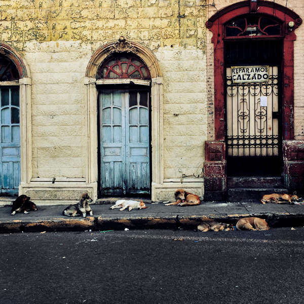 A pack of street dogs sleep in front of an unmaintained house, designed by using Spanish colonial architecture elements, built in the center of San Salvador, El Salvador.