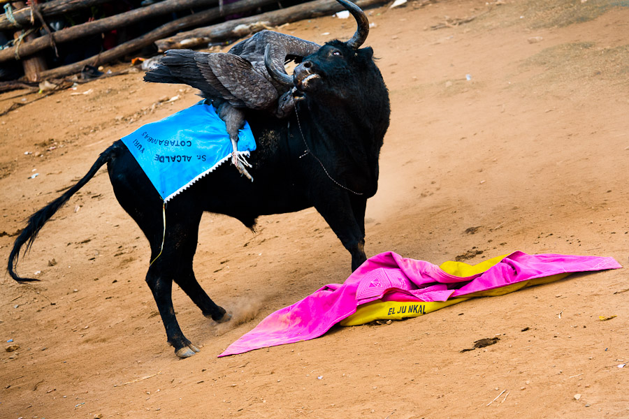 An Andean condor fights against a wild bull during the Yawar Fiesta held in the mountains of Apurímac, Peru.