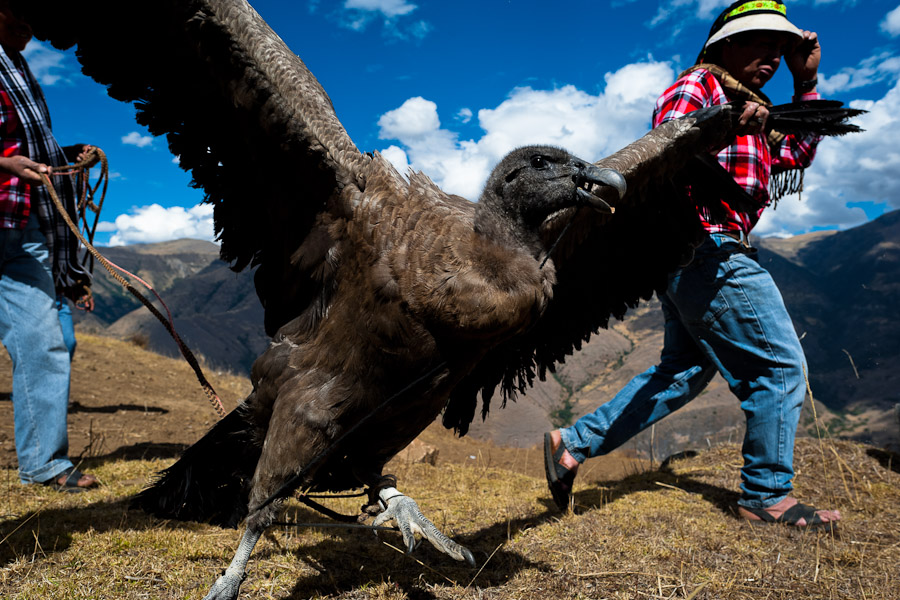 Peruvian Indians lead a caught Andean condor to celebrate Yawar fiesta in the mountains of Apurímac, Cotabambas, Peru.