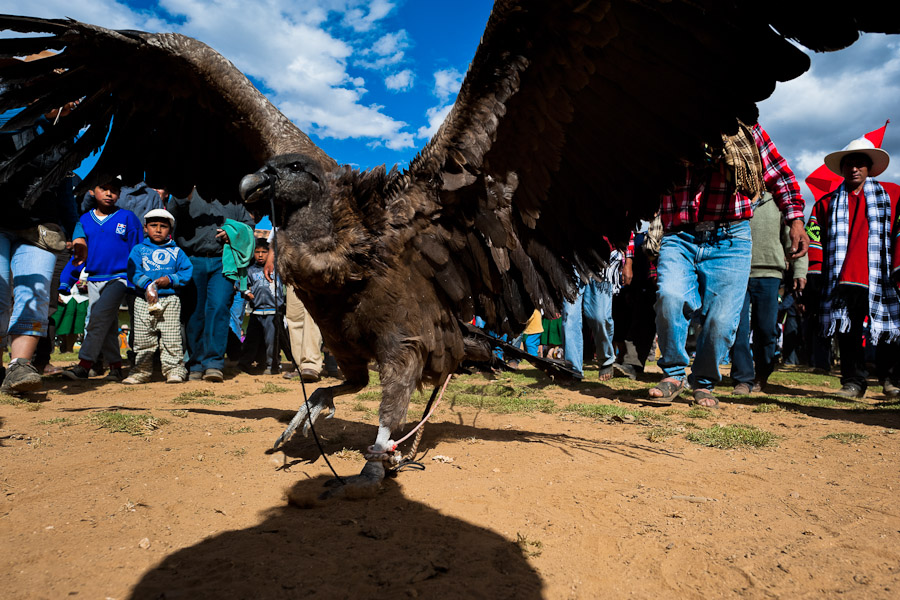 Peruvian peasants gather around a captured Andean condor before the Yawar Fiesta, a ritual fight between the condor and the bull, held in the mountains of Apurímac, Peru.