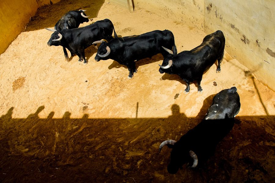 Arena bull, noble bull breed for corrida – bull fight.