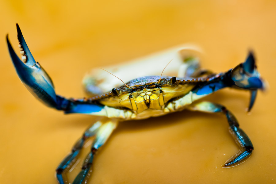 A blue crab attacks a seller at the seafood and fish market in Veracruz, Mexico.