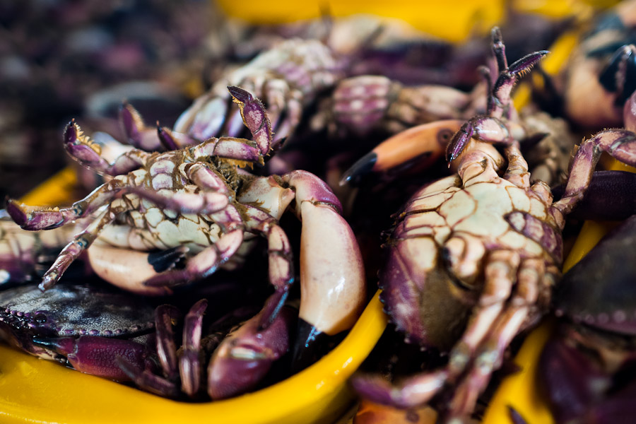 Crabs for sale seen at Chorrillos seafood and fish market in Lima, Peru.