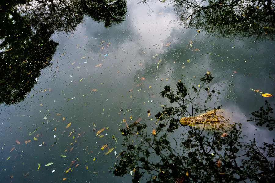 A crocodile swims in a polluted lagoon at the Havana Zoo.