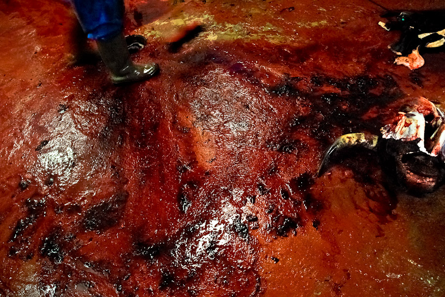 A cut off head of a dead bull lies on the floor of the slaughterhouse behind the bullring.