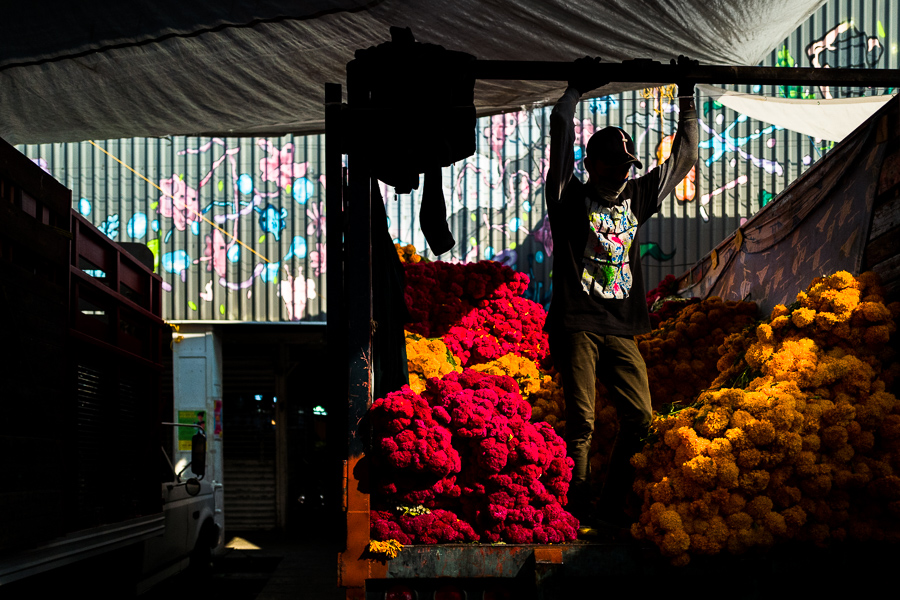 A Mexican farmer stands on the back of a truck selling bunches of marigold flowers (Flor de Muertos) for the Day of the Dead celebrations in Mexico City, Mexico.