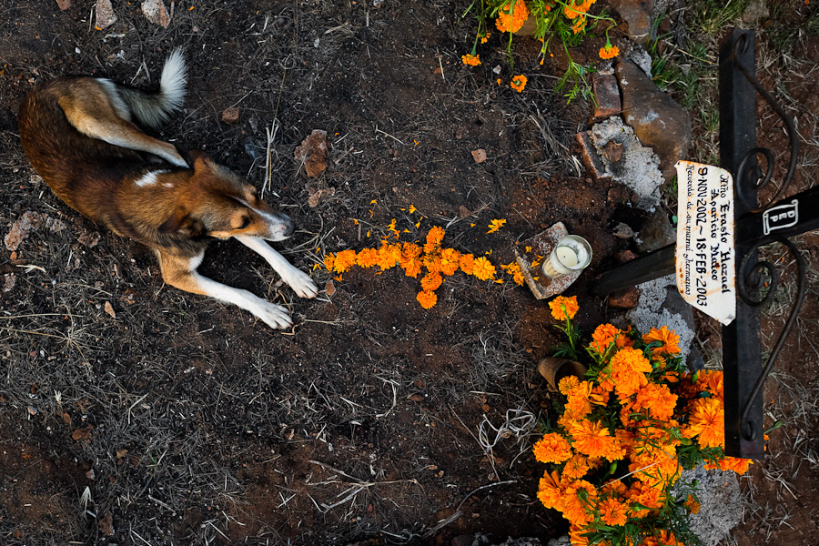 A dog lies at the flower-decorated grave of a child during the Day of the Dead celebration in Tzintzuntzan, Michoacán, Mexico.