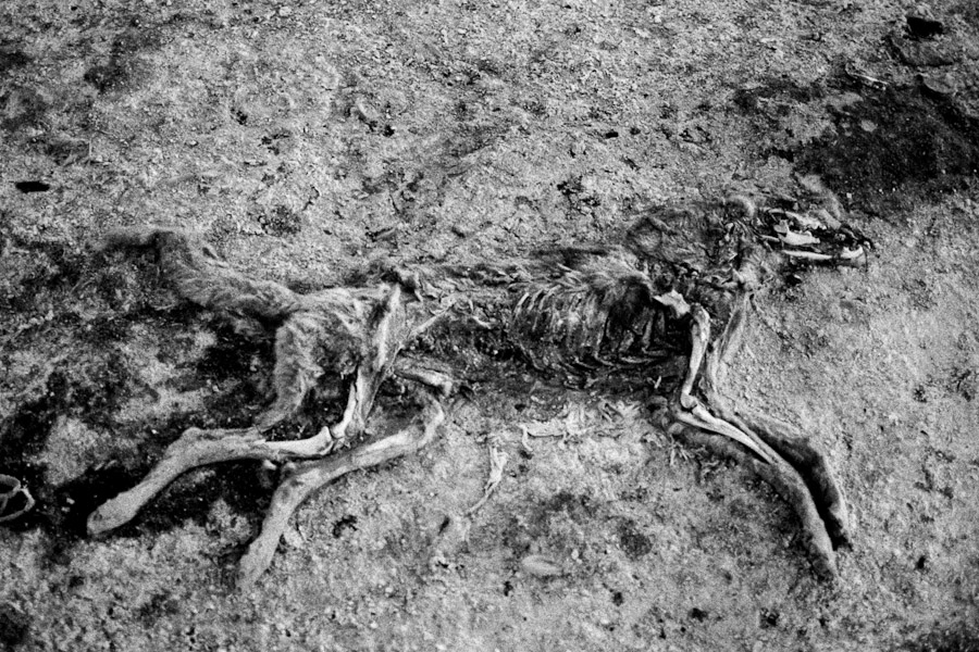 A carcass of a dead dog naturally decomposes on the ground in the cold Altiplano mountain plateau, close to Oruro, Bolivia.