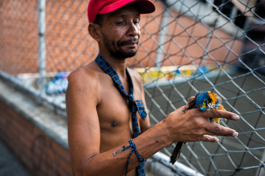 A Colombian drug consumer carries a dead parrot in his hand while hanging around intoxicated in the center of Medellín, Colombia.