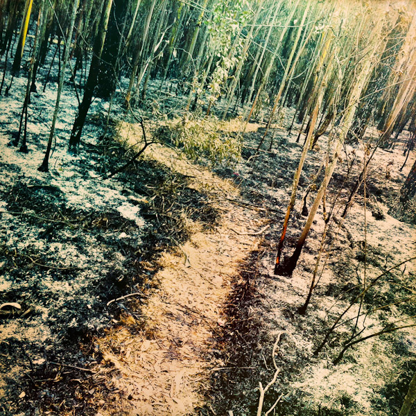 The charred eucalyptus trees and burned forest vegetation are seen on the burn area in Guanguiltagua, the Metropolitan Park of Quito, Ecuador.