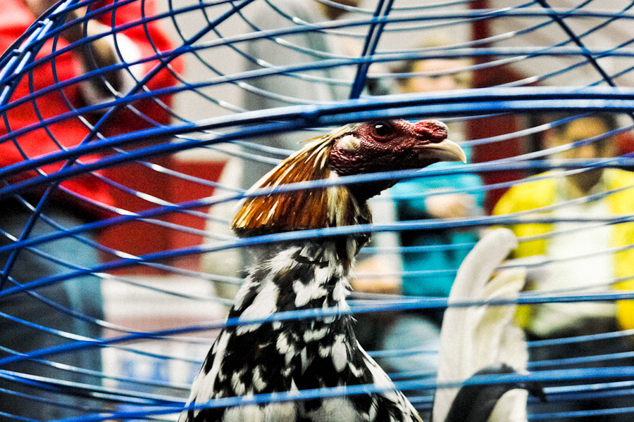 Cockfight breeders usually cut their cock's feather off to create different shapes and so to make the birds visually attractive.