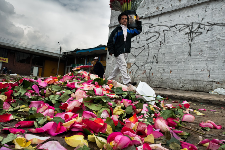 A Colombian street vendor carries a bucket full of roses in the flower market of Bogota, Colombia.