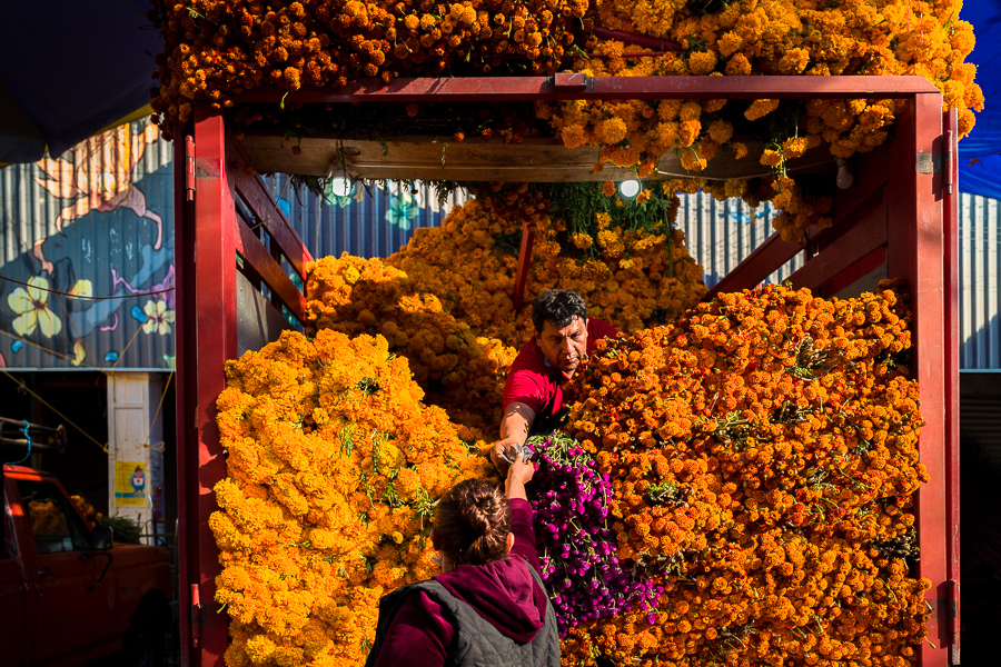 A Mexican peasant sells bunches of marigold flowers (Flor de Muertos) for the Day of the Dead celebrations in Mexico City, Mexico.