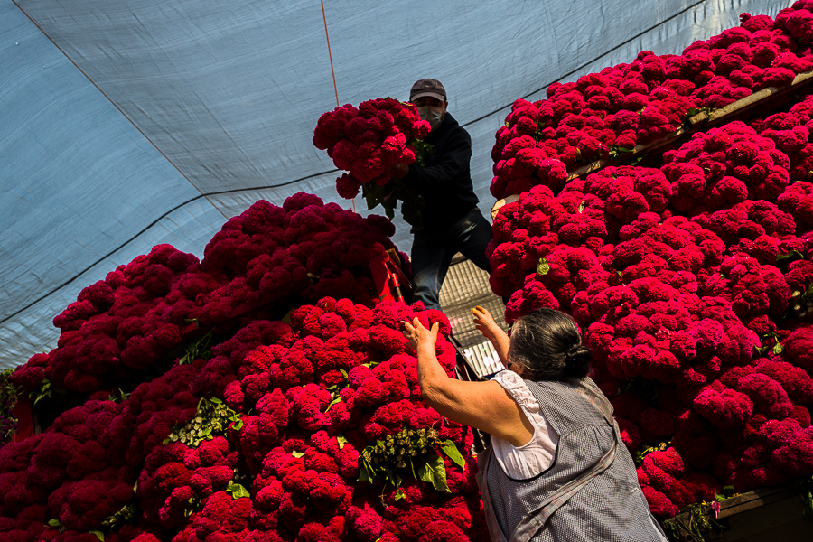 A Mexican farmer, standing on the back of a truck, unloads bunches of marigold flowers (Flor de Muertos) for the Day of the Dead celebrations in the market in Mexico City, Mexico.