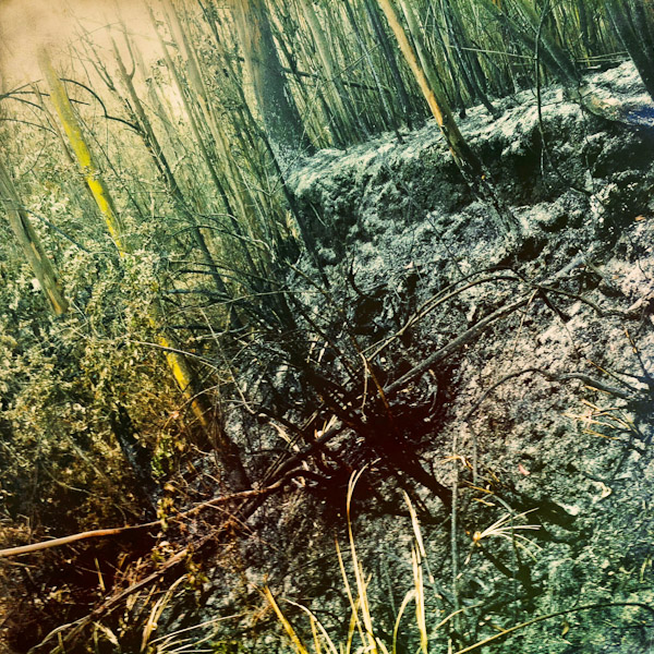 The charred eucalyptus trees and burned forest vegetation are seen on the burn area in Guanguiltagua, the Metropolitan Park of Quito, Ecuador.