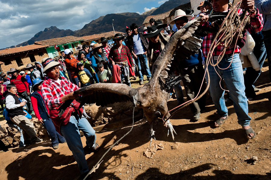 Yawar fiesta (Apurímac, Cotabambas, Peru)