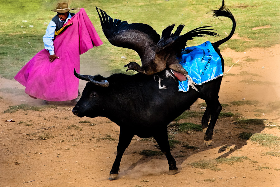 Yawar fiesta (Apurímac, Cotabambas, Peru)