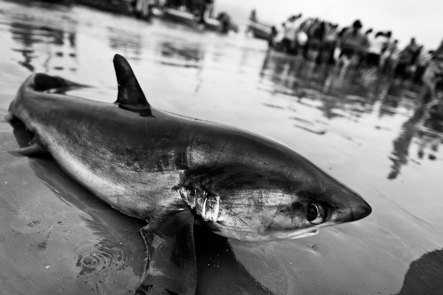 Žraločí jatka (Ekvádor)