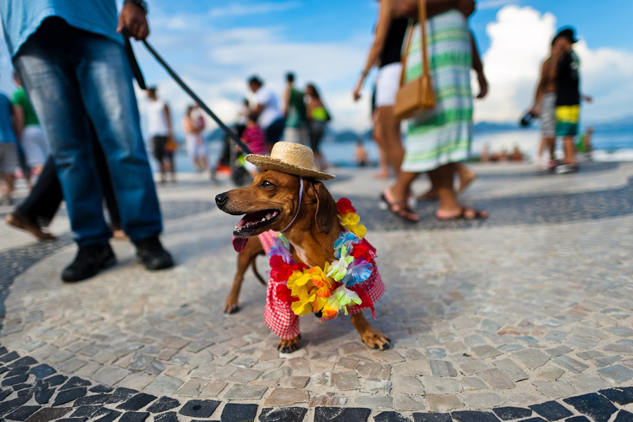 Karneval mazlíčků (Copacabana, Rio de Janeiro, Brazílie)