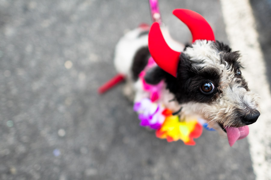 Karneval mazlíčků (Copacabana, Rio de Janeiro, Brazílie)