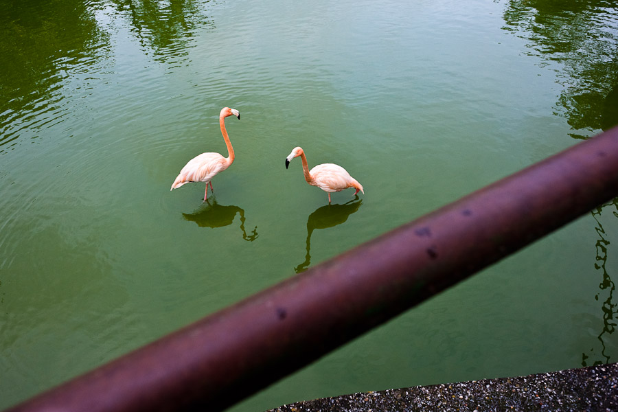 Zoo Havana (Havana, Kuba)